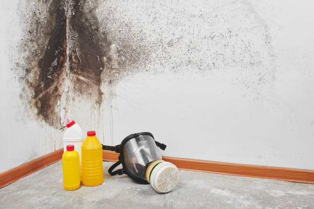 Best Local Mold Removal Service  in North Salt Lake, UT