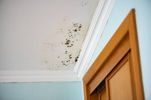 Best Mold Remediation  in North Salt Lake, UT