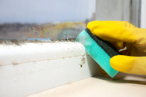 Best Certified Mold Removal  in North Salt Lake, UT