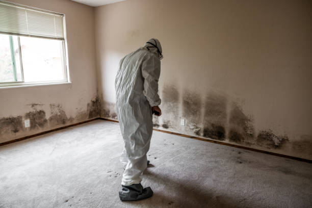 Best Residential Mold Removal  in North Salt Lake, UT