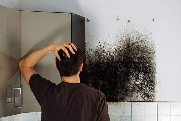 Best Home Mold Removal  in North Salt Lake, UT